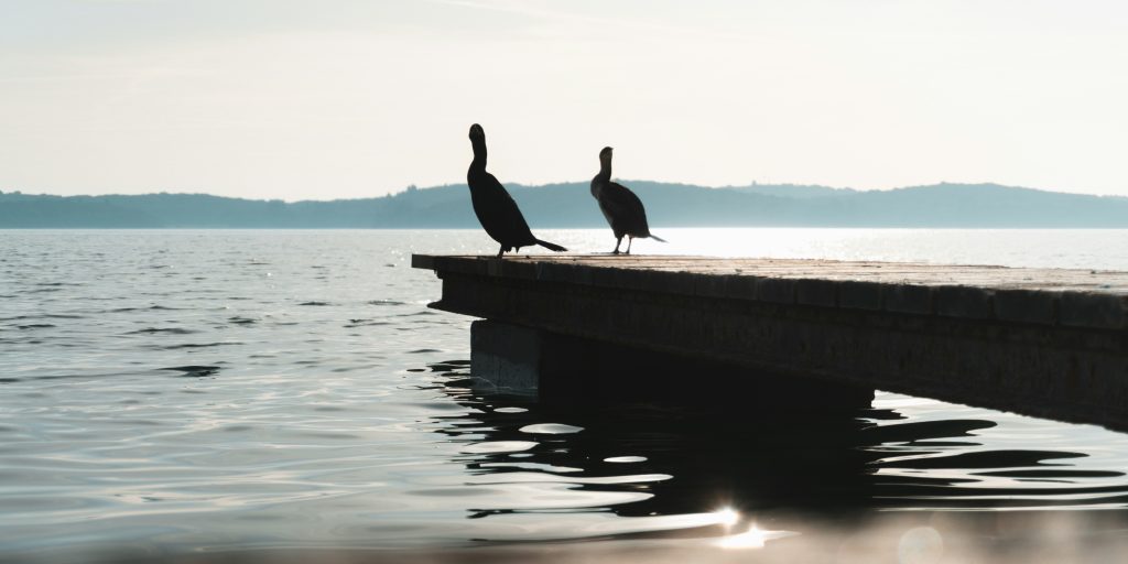 Segeln und Vogelbeobachtung